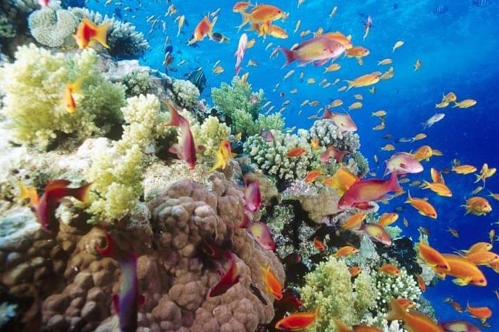 Sharm El Naga National Park: Snorkel with Turtles on a Full-Day Trip from Hurghada photo 2