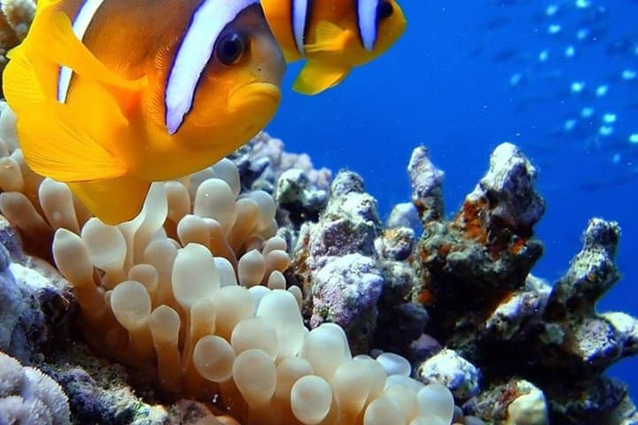 Sharm El Naga National Park: Snorkel with Turtles on a Full-Day Trip from Hurghada photo 6