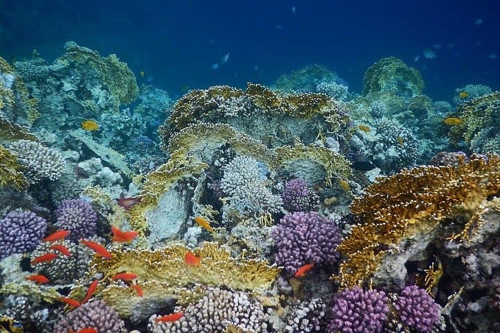 Sharm El Naga National Park: Snorkel with Turtles on a Full-Day Trip from Hurghada photo 5