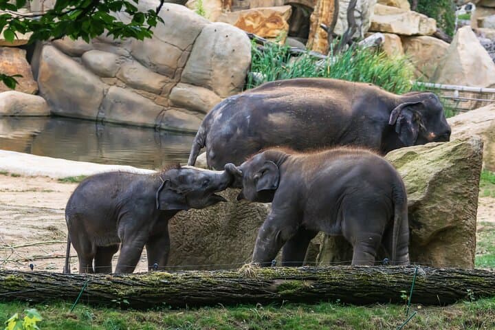 Skip-the-Line Prague Zoo Visit with Private Transfers