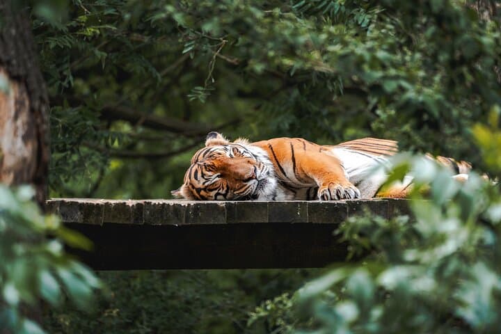 Skip-the-Line Prague Zoo Visit with Private Transfers photo 3