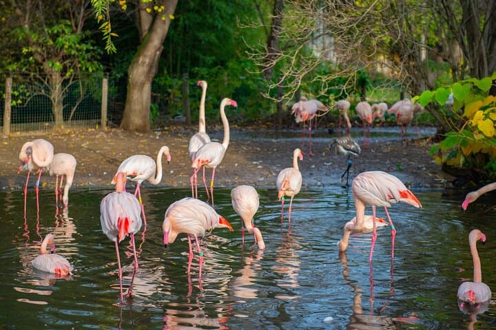 Skip-the-Line Prague Zoo Visit with Private Transfers photo 4
