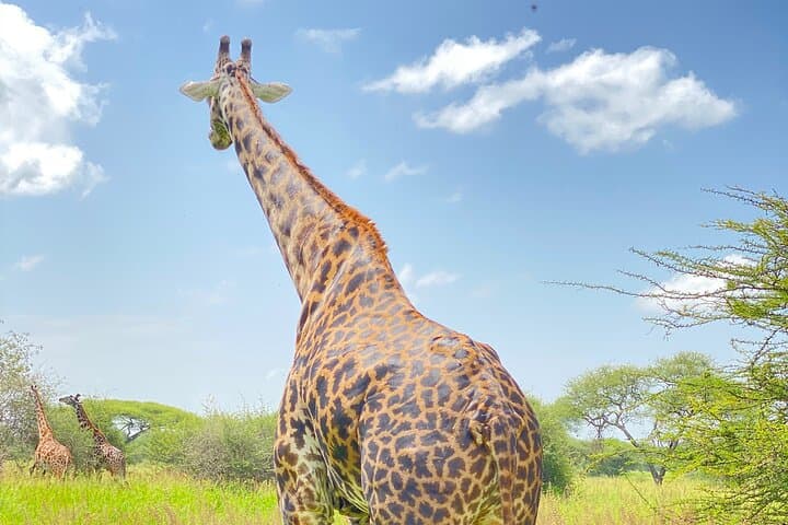 3-Day Arusha, Tarangire & Ngorongoro Safari — Big Five Highlights from Arusha photo 2