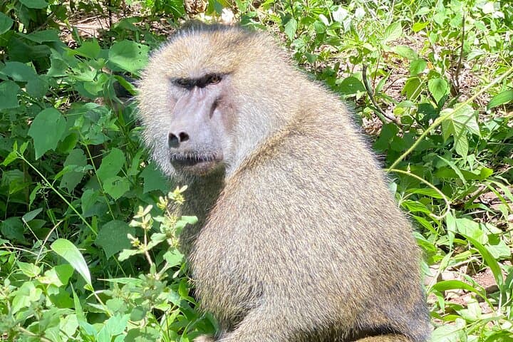 3-Day Arusha, Tarangire & Ngorongoro Safari — Big Five Highlights from Arusha photo 3
