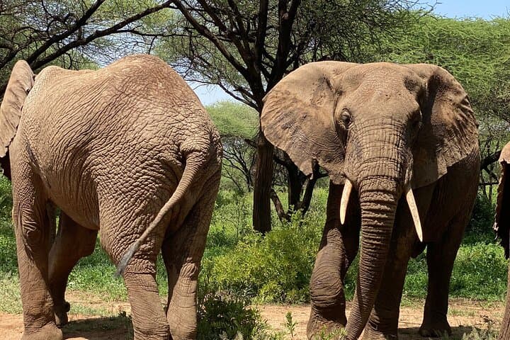 3-Day Arusha, Tarangire & Ngorongoro Safari — Big Five Highlights from Arusha photo 4