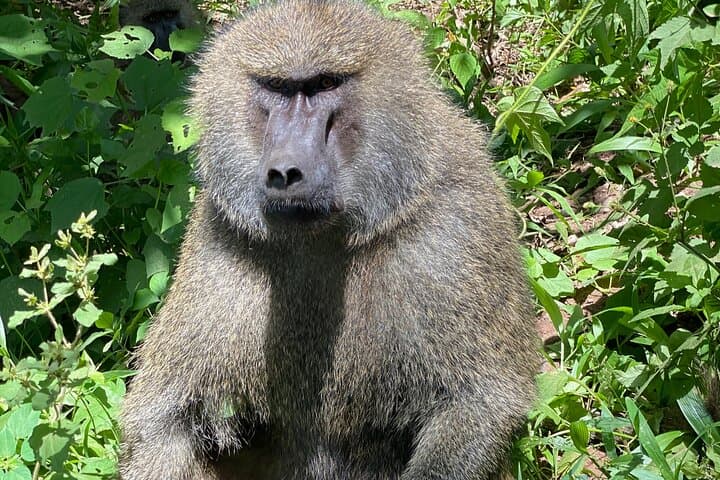 3-Day Arusha, Tarangire & Ngorongoro Safari — Big Five Highlights from Arusha photo 5
