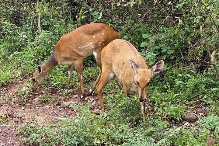 3-Day Arusha, Tarangire & Ngorongoro Safari — Big Five Highlights from Arusha photo 6