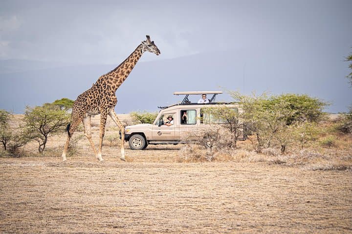 5-Day Simba Safari: Serengeti & Ngorongoro Wildlife Expedition photo 2