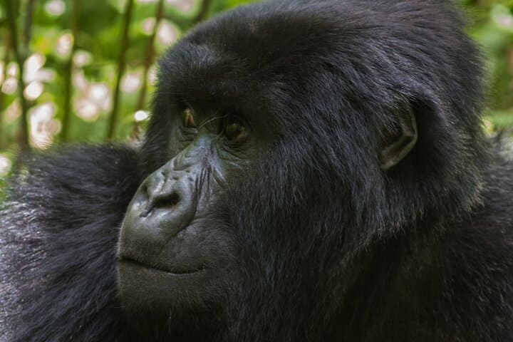 Private Gorilla Trekking from Kigali: 1-Day Volcanoes National Park Experience photo 3