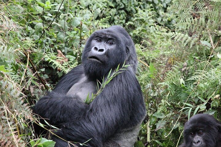 Private Gorilla Trekking from Kigali: 1-Day Volcanoes National Park Experience photo 4