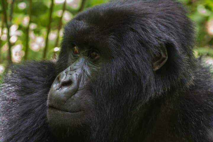 Private Gorilla Trekking from Kigali: 1-Day Volcanoes National Park Experience photo 5