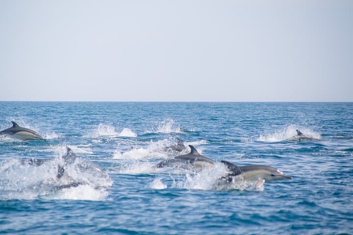 Portimão Dolphin Watching with Marine Biologist — 2.5-Hour Conservation Boat Tour photo 4