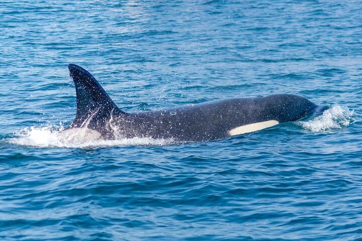 Portimão Dolphin Watching with Marine Biologist — 2.5-Hour Conservation Boat Tour photo 5