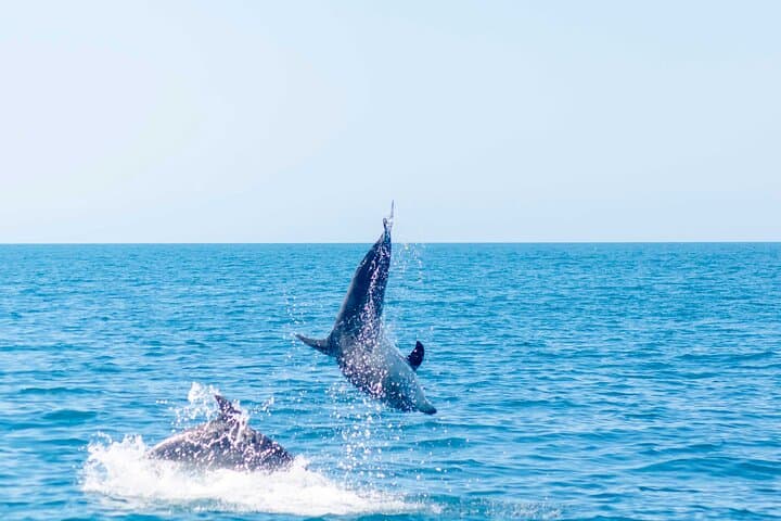 Portimão Dolphin Watching with Marine Biologist — 2.5-Hour Conservation Boat Tour photo 6
