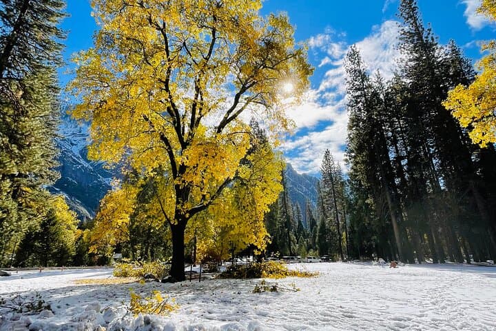 Yosemite Winter Highlights Small Group Tour — Glacier Point, Yosemite Falls & Valley Photo Stops photo 2