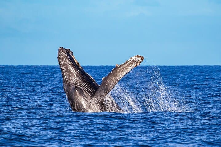 Puerto Vallarta Whale Watching: Humpback Encounters in Bahía de Banderas photo 2