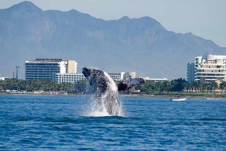 Puerto Vallarta Whale Watching: Humpback Encounters in Bahía de Banderas photo 5