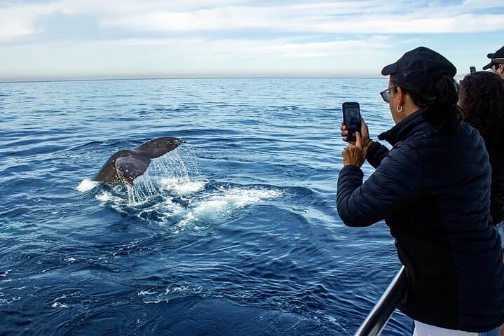 Puerto Vallarta Whale Watching: Humpback Encounters in Bahía de Banderas
