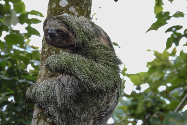 La Fortuna Sloth Tour and Tortilla Cooking Class - Wildlife Walk & Cultural Tasting photo 3