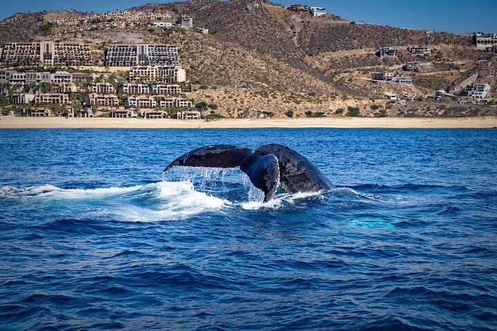 Cabo San Lucas Whale Watching with Lunch and Arch Sightseeing photo 4