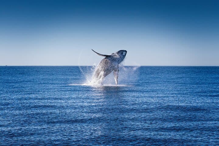 Cabo San Lucas Whale Watching with Lunch and Arch Sightseeing photo 6