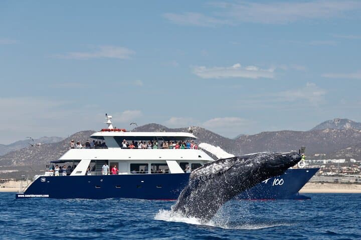 Cabo San Lucas Whale Watching with Lunch and Arch Sightseeing photo 2