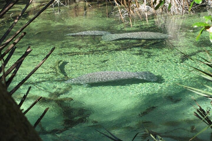 Blue Spring State Park Kayak Rental: Paddle the St. Johns Manatee Refuge (2-Hour) photo 3
