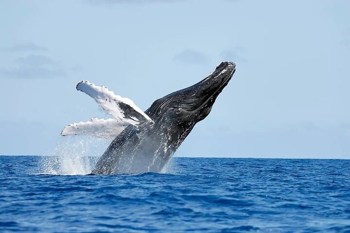 Whale Watching and Montana Redonda — Samaná Bay Humpbacks & Hilltop Swings photo 1