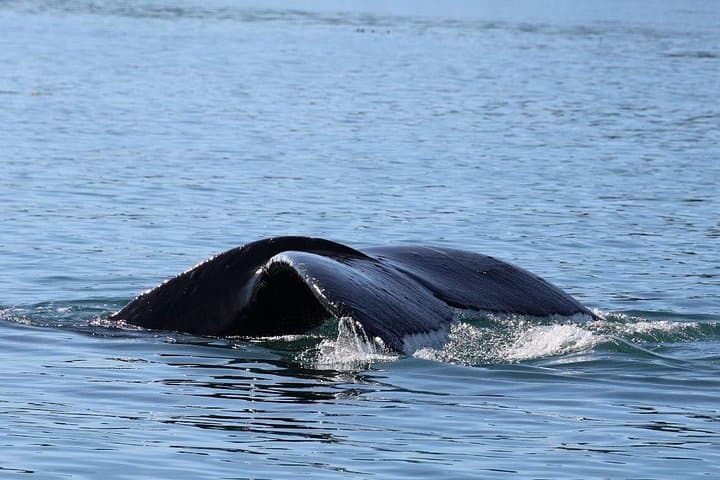 Newport Beach Whale Watching Cruise: 3-Hour Whale & Dolphin Tour photo 6