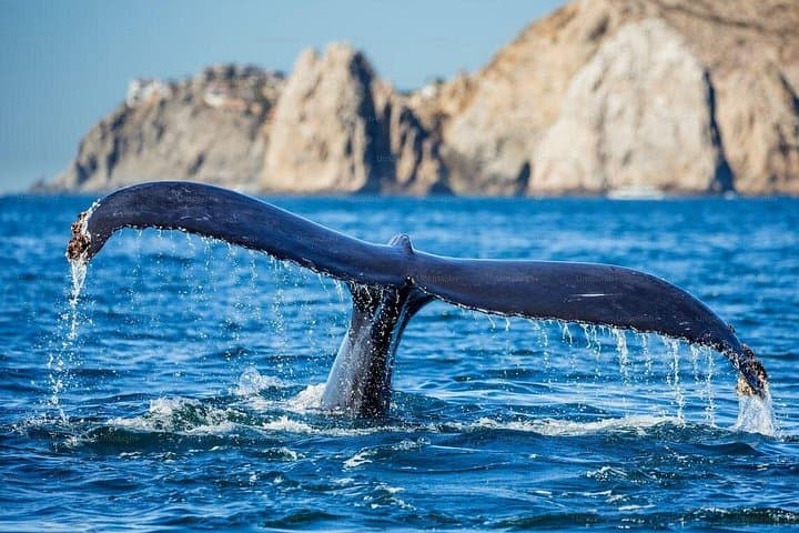 Newport Beach Whale Watching Cruise: 3-Hour Whale & Dolphin Tour photo 4