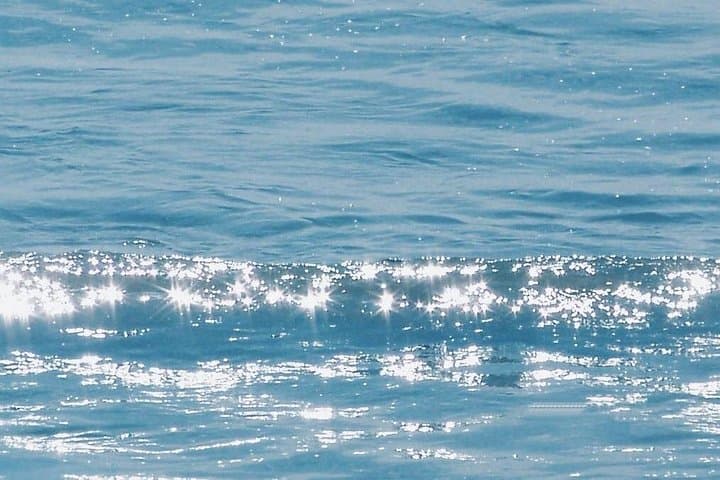 Newport Beach Whale Watching Cruise: 3-Hour Whale & Dolphin Tour photo 5