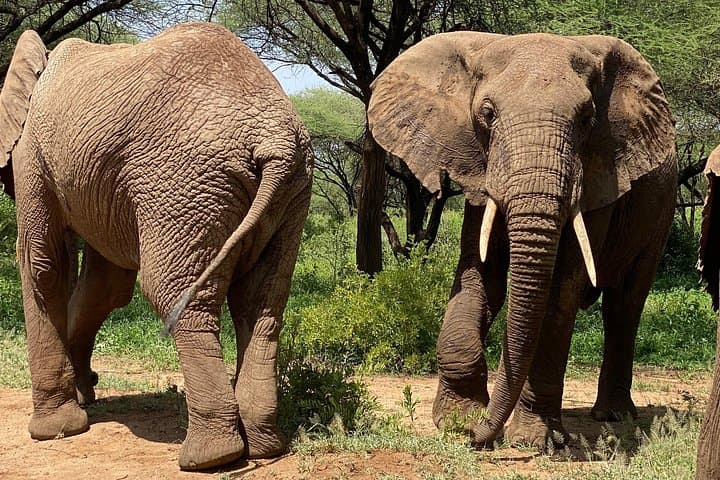 5-Day Northern Migration Budget Safari: Tarangire, Serengeti & Ngorongoro photo 1
