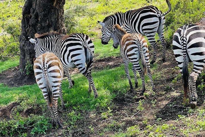 5-Day Northern Migration Budget Safari: Tarangire, Serengeti & Ngorongoro photo 2