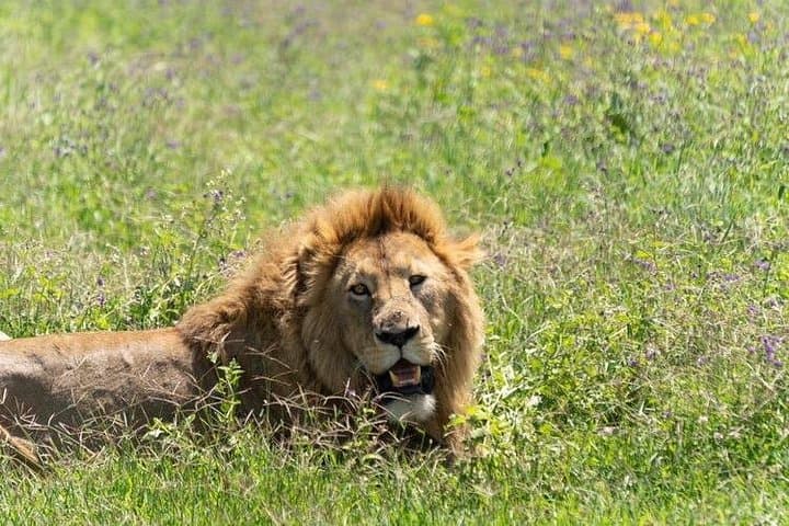 5-Day Northern Migration Budget Safari: Tarangire, Serengeti & Ngorongoro photo 3