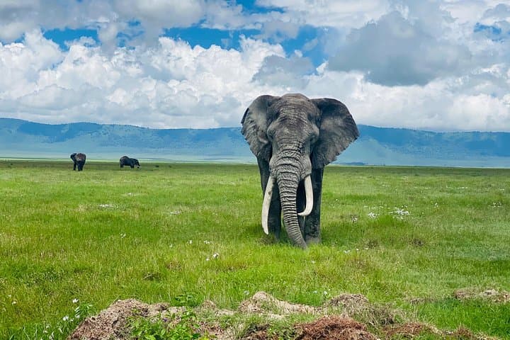 5-Day Northern Migration Budget Safari: Tarangire, Serengeti & Ngorongoro photo 4