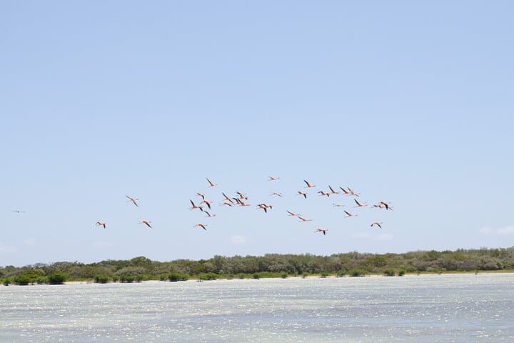 Laguna de Oviedo Mud Bath & Wildlife Boat Tour — Private Half-Day Experience photo 6