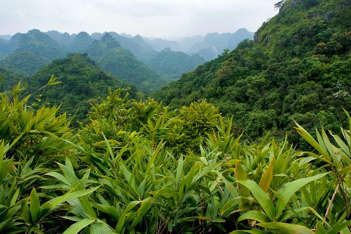 Half-Day Trek to Ngu Lam Peak: Cat Ba National Park Trekking Guide photo 2