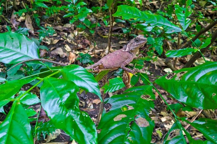 Half-Day Trek to Ngu Lam Peak: Cat Ba National Park Trekking Guide photo 4