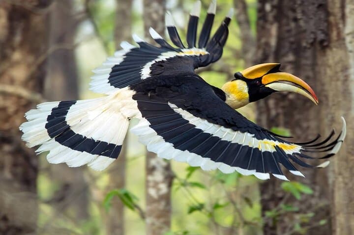 Birding the Untouched Side of Chitwan National Park from Madi