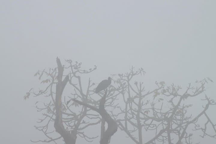 Birding the Untouched Side of Chitwan National Park from Madi photo 2