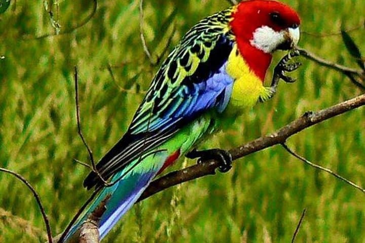 Birding the Untouched Side of Chitwan National Park from Madi photo 3
