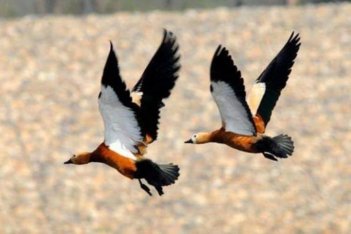 Birding the Untouched Side of Chitwan National Park from Madi photo 4