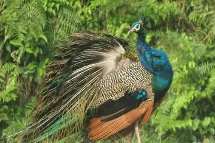 Birding the Untouched Side of Chitwan National Park from Madi photo 5