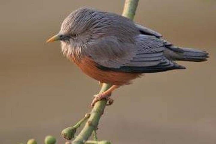 Birding the Untouched Side of Chitwan National Park from Madi photo 6