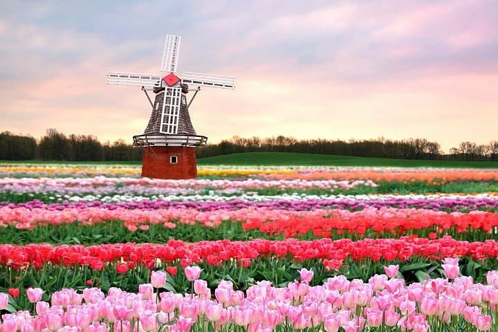 Private Keukenhof & Holland Tulip Fields: VIP Garden Tour from Amsterdam photo 3