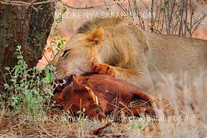 7-Day Kenya Safari: Taita Hills, Amboseli & Tsavo from Mombasa photo 2