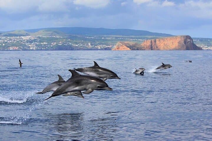 Terceira Private Whale-Watching and Dolphin Swim to Ilhéus das Cabras photo 3