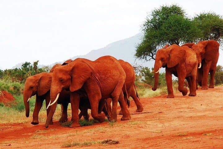 48-Hour Private Safari to Severin Camp — Overnight in Tsavo West photo 2