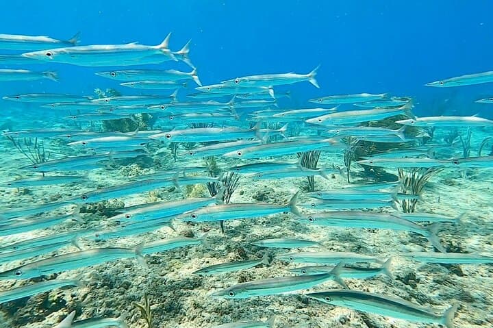 Aguadilla Tropical Snorkeling: Shore Snorkel with Sea Turtles and Coral Reefs photo 5
