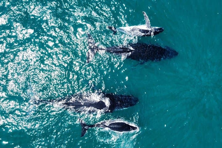 Whale Route Full Day Tour — Land-Based Whale Watching from Cape Town to Hermanus photo 3